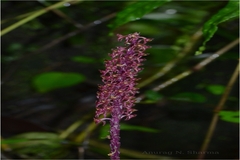 Seidenfia versicolor